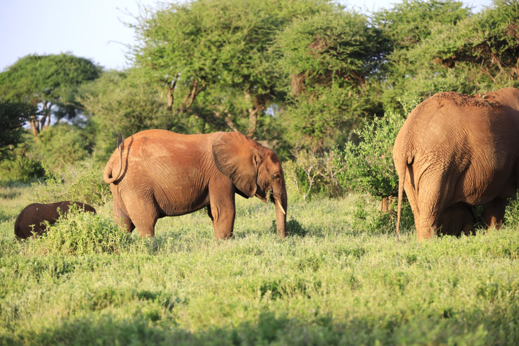 Kaudulla National Park Elephants